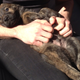 Image for article titled How Adopting A Dog Saved My Life